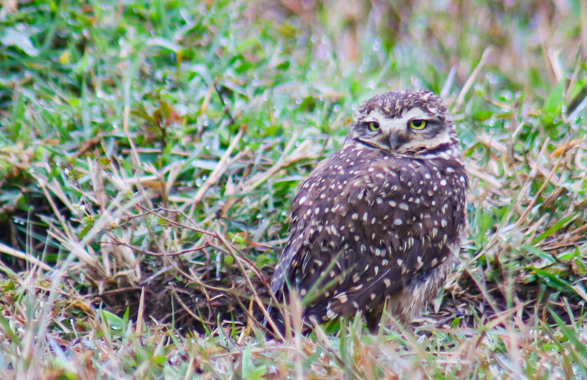 Burrowing Owl - ML638734305