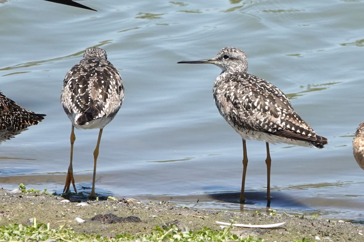 Greater Yellowlegs - ML638734306