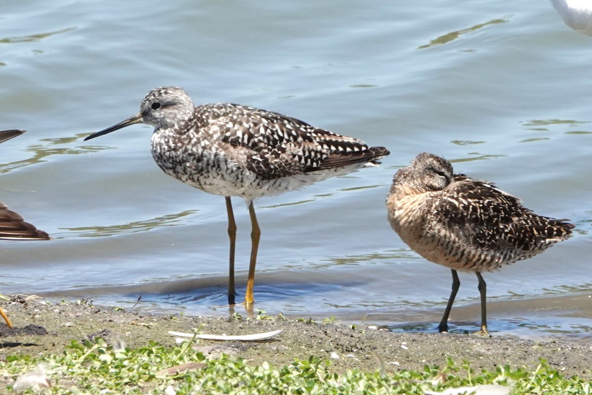 Greater Yellowlegs - ML638734307