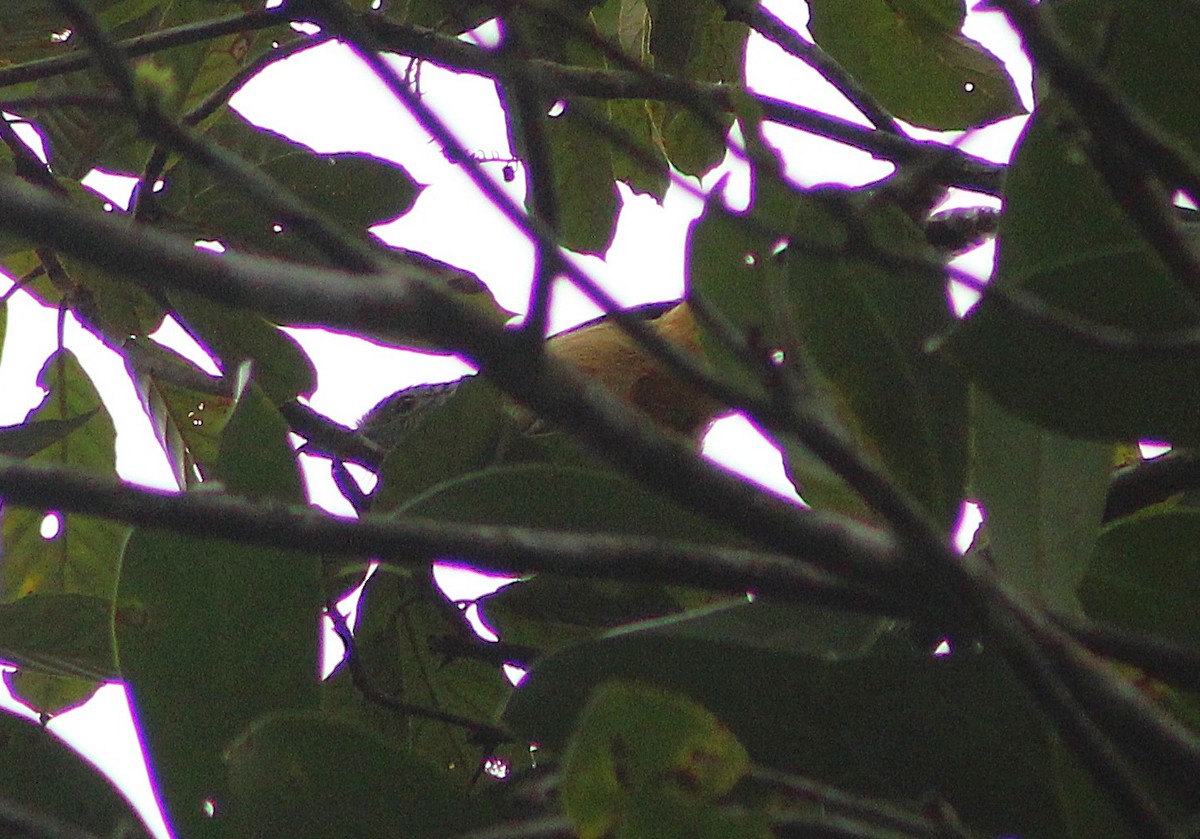 Spot-backed Antshrike - ML638734308