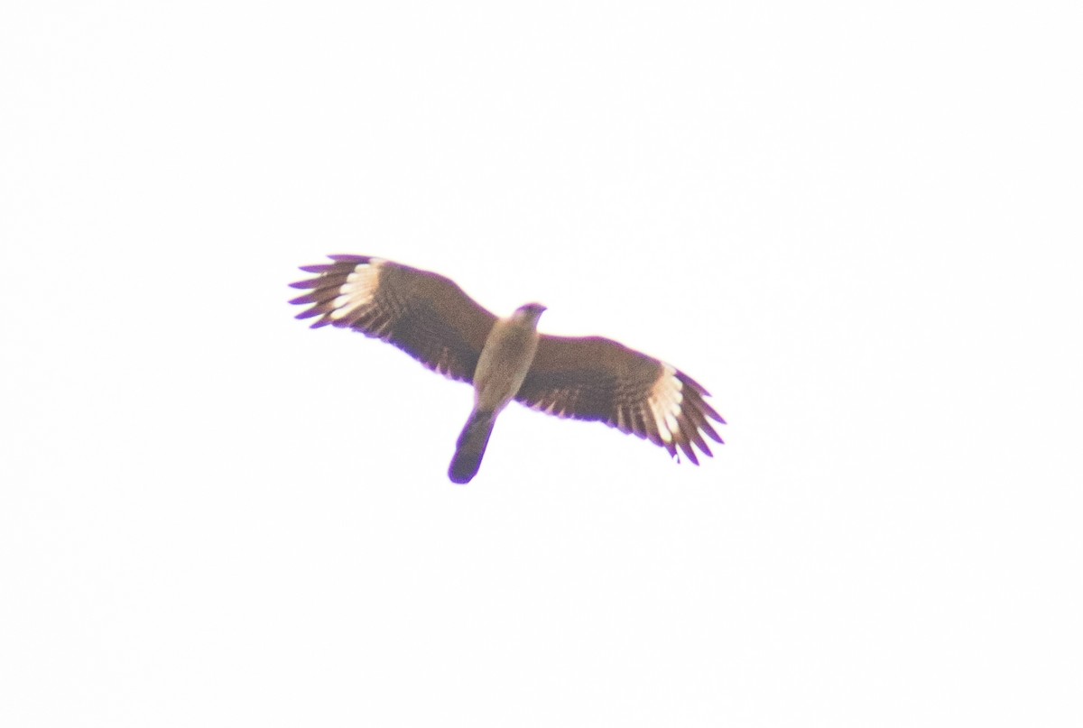 Yellow-headed Caracara - ML638734309