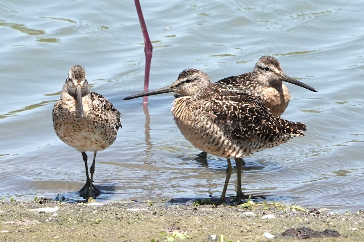 Long-billed Dowitcher - ML638734310