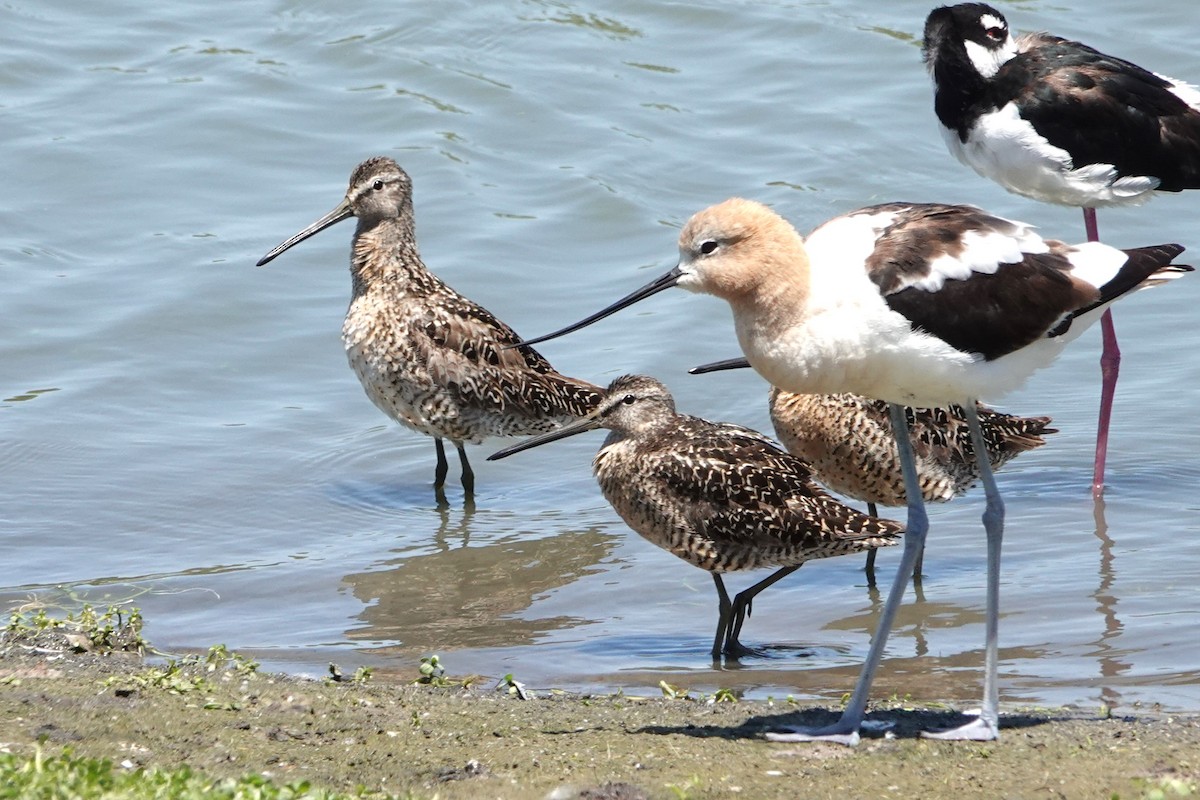 Long-billed Dowitcher - ML638734311