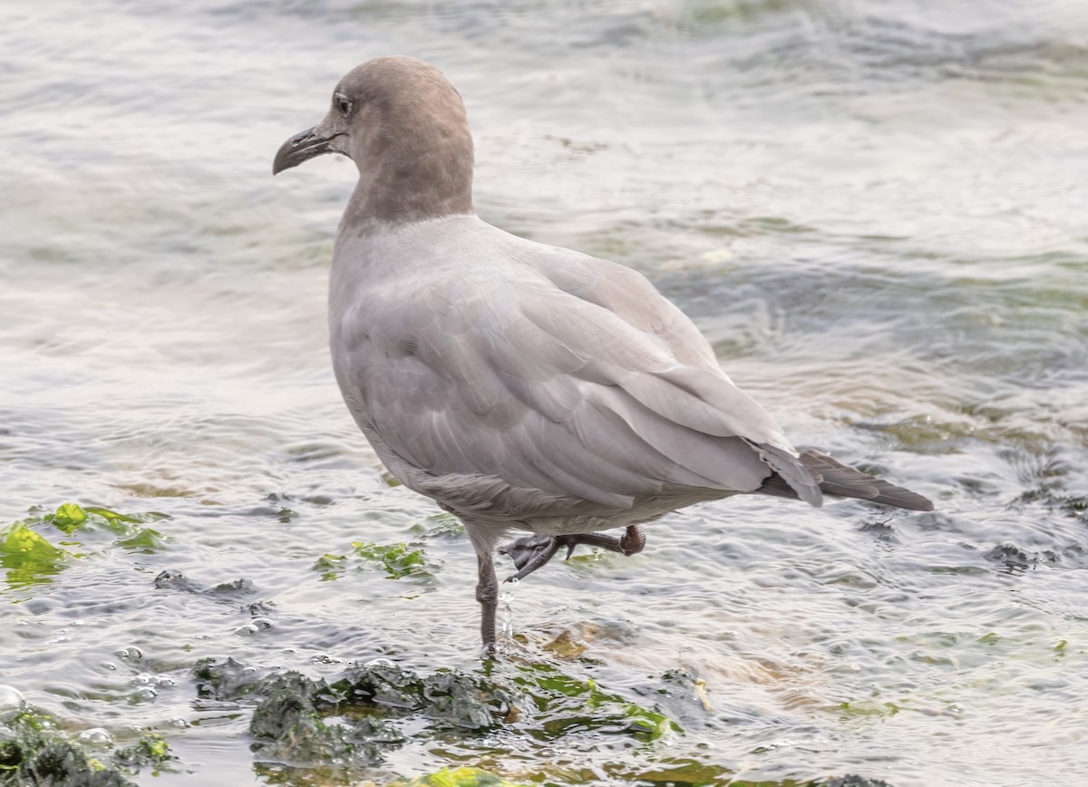 Gray Gull - ML638734312