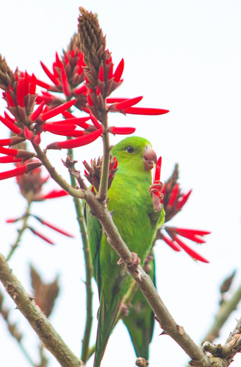 Plain Parakeet - ML638734314