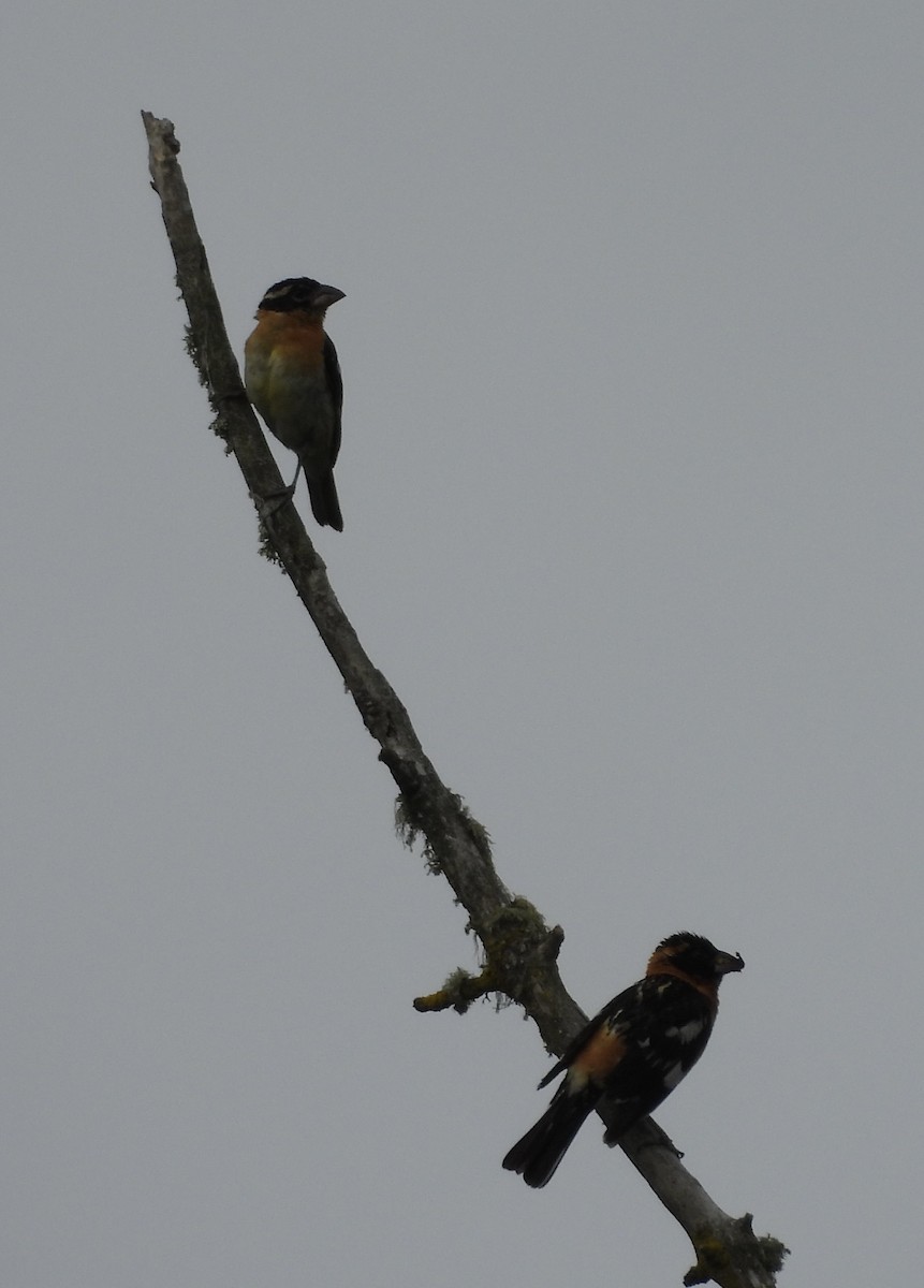 Black-headed Grosbeak - ML638734315