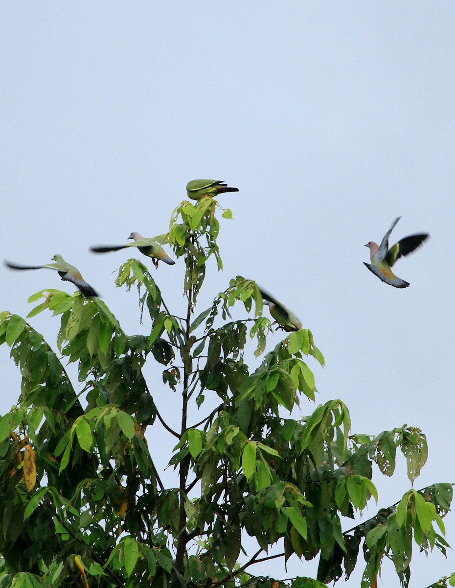Pink-necked Green-Pigeon - ML638734316