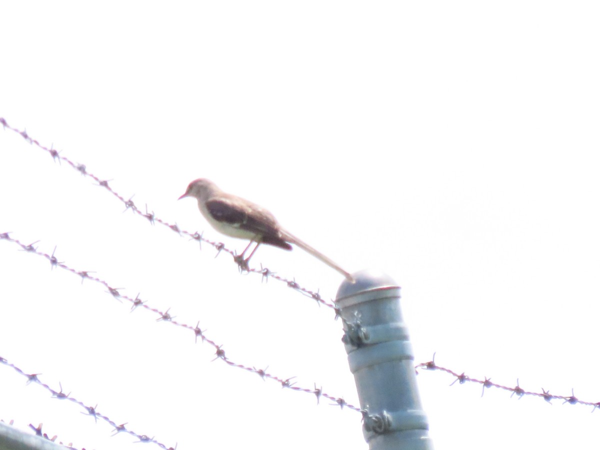Northern Mockingbird - ML638734317