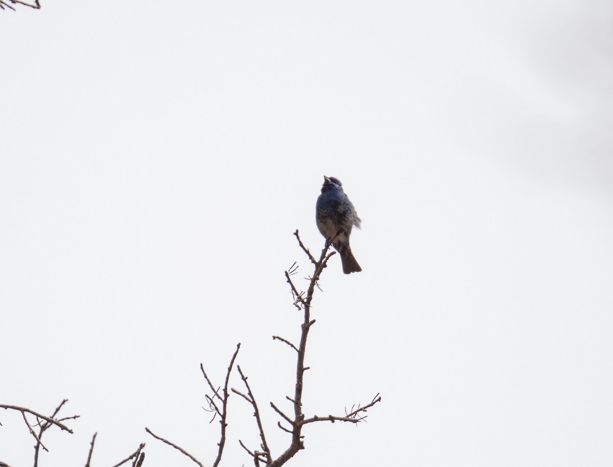 Lazuli x Indigo Bunting (hybrid) - ML638734320