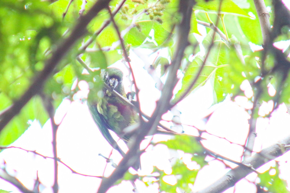 Maroon-bellied Parakeet - ML638734321