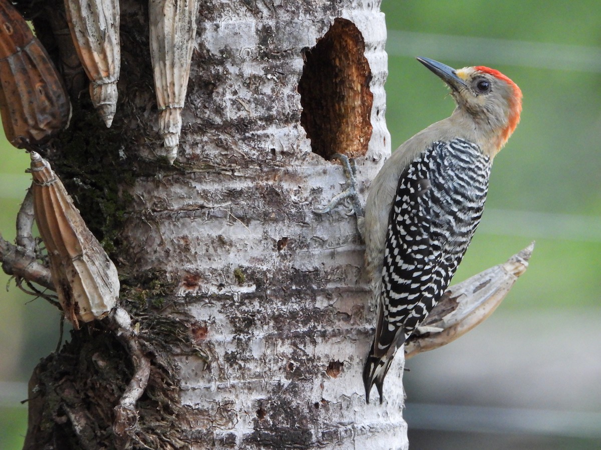 Red-crowned Woodpecker - ML638734322