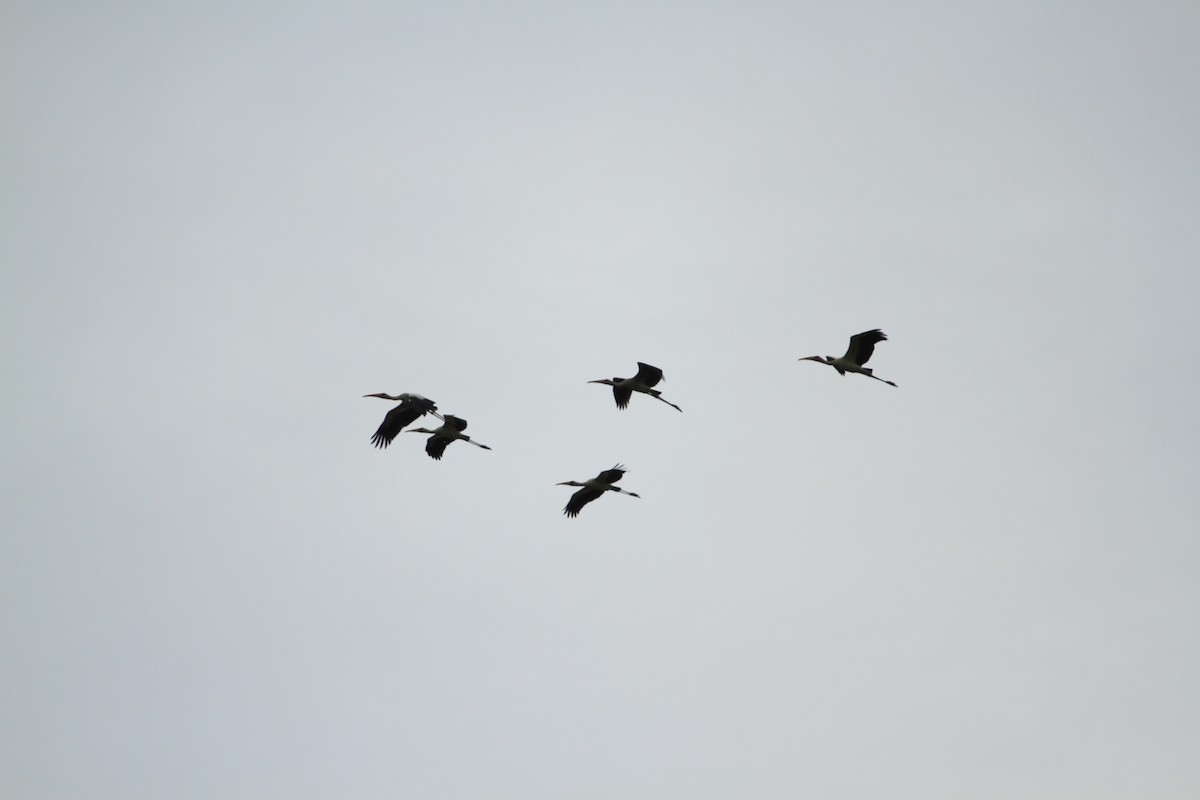 Milky Stork - ML638734323