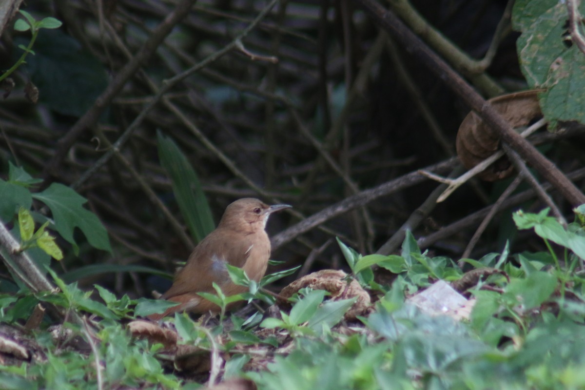 Rufous Hornero - ML638734325