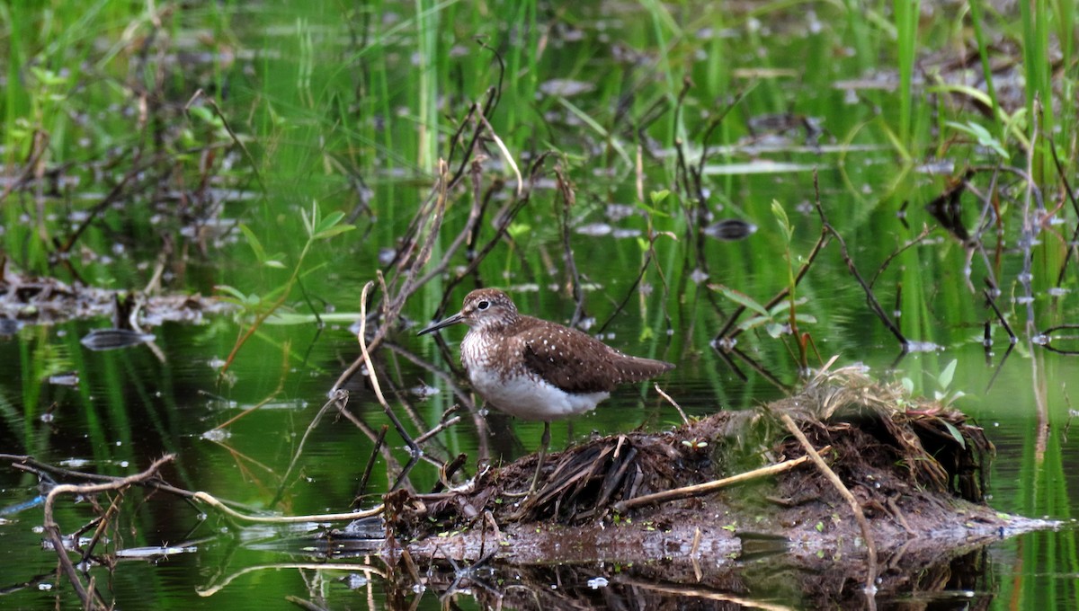 Spotted Sandpiper - ML638734326