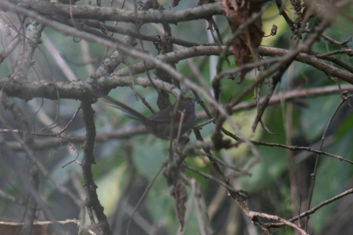 Spix's Spinetail - ML638734332
