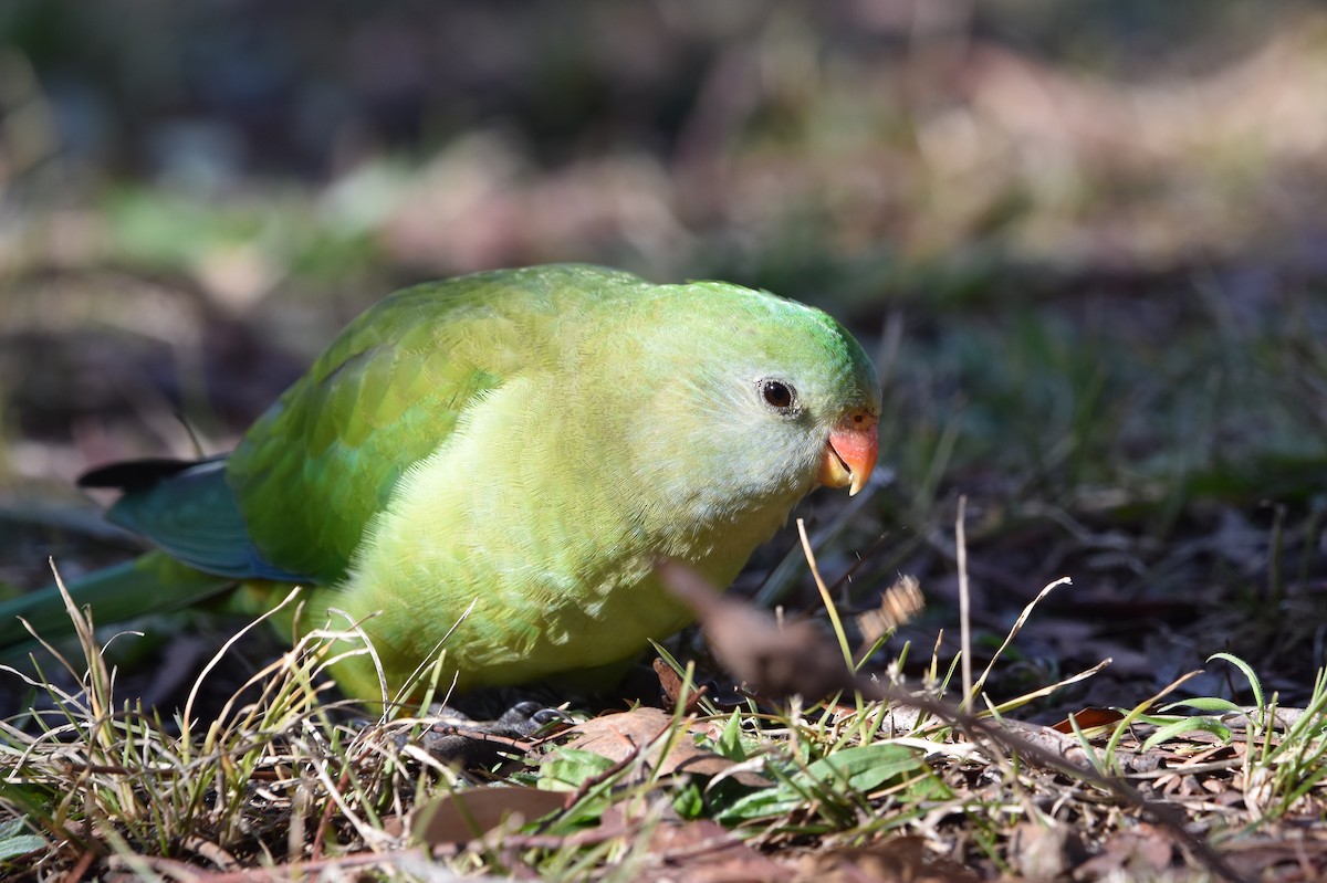 Superb Parrot - ML638734339