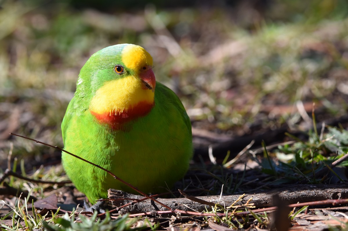 Superb Parrot - ML638734342