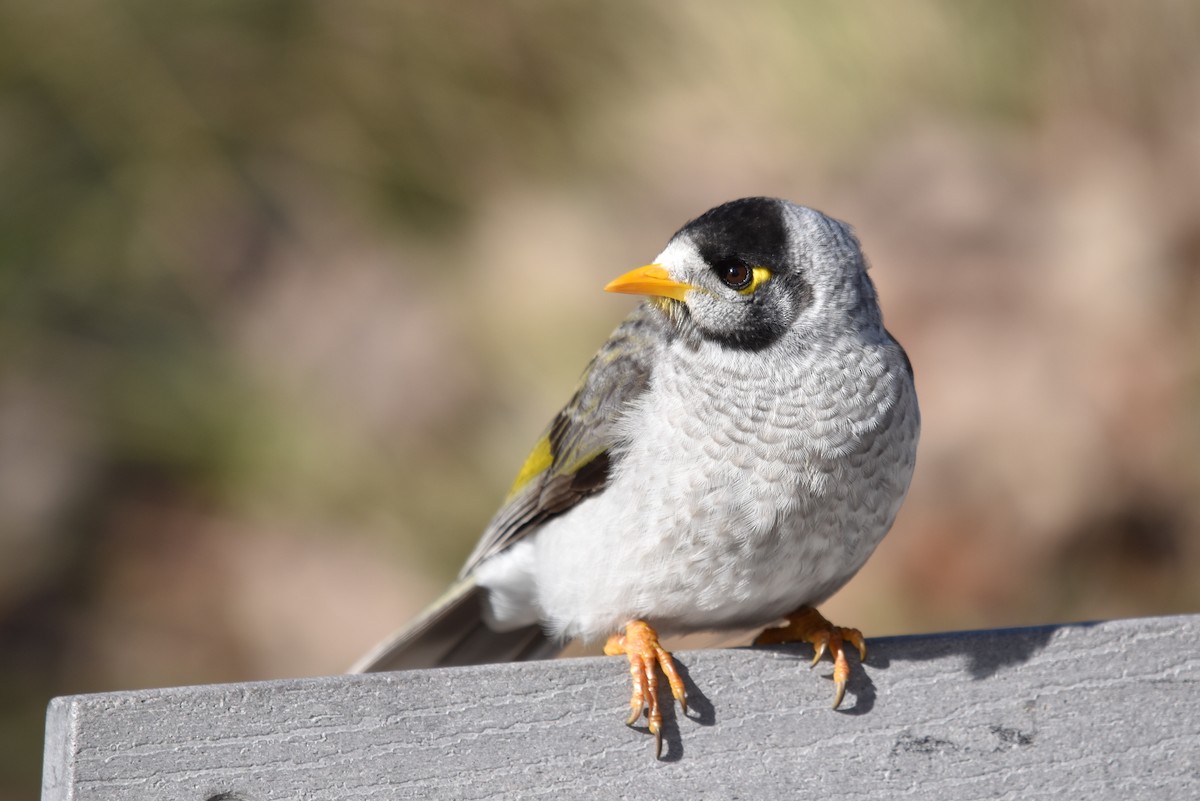 Noisy Miner - ML638734347