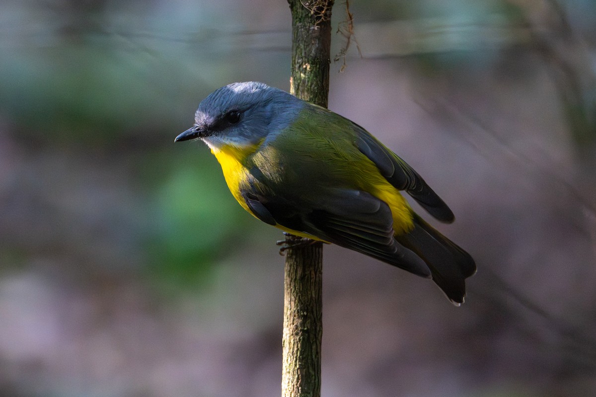 Eastern Yellow Robin - ML638734358