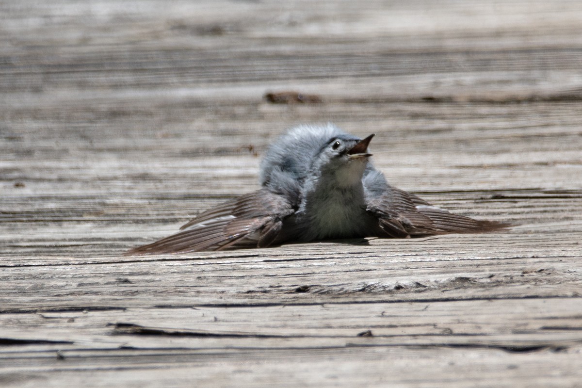 Blue-gray Gnatcatcher - ML638734364