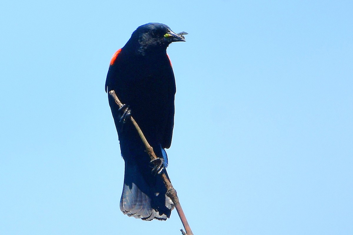 Red-winged Blackbird - ML638734376