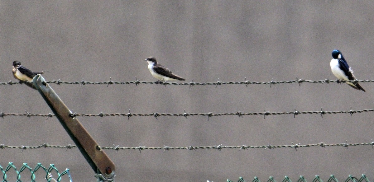 Tree Swallow - ML638734378