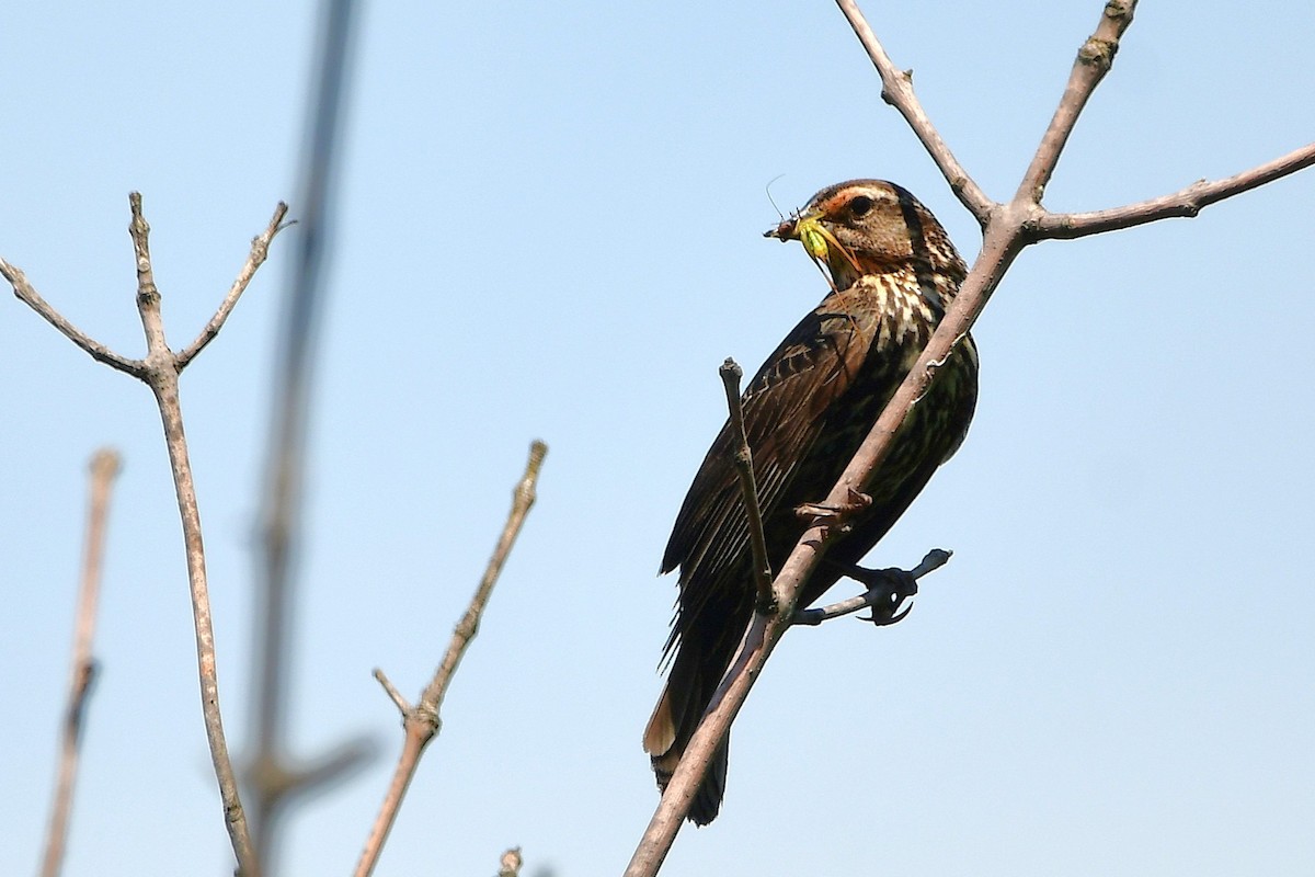 Red-winged Blackbird - ML638734380