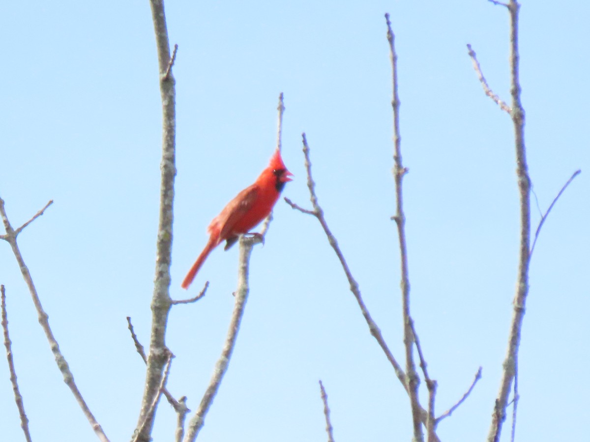 Northern Cardinal - ML638734383
