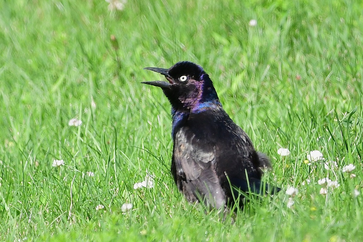 Common Grackle - ML638734389
