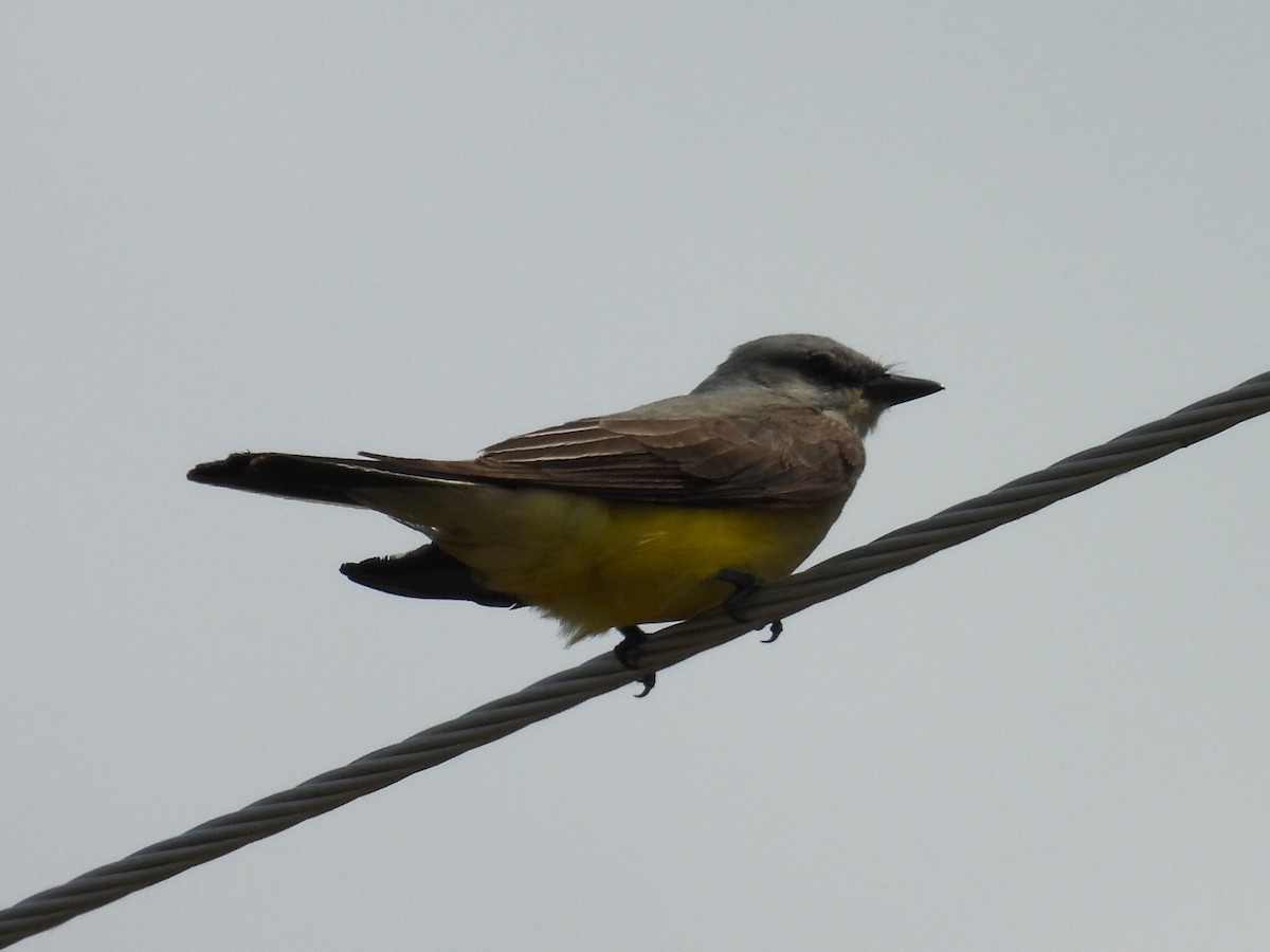 Western Kingbird - ML638734396