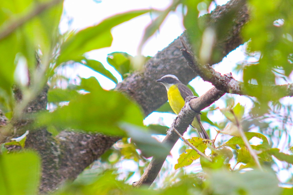 Social Flycatcher - ML638734398