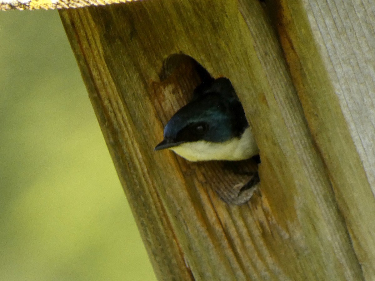 Tree Swallow - ML638734414