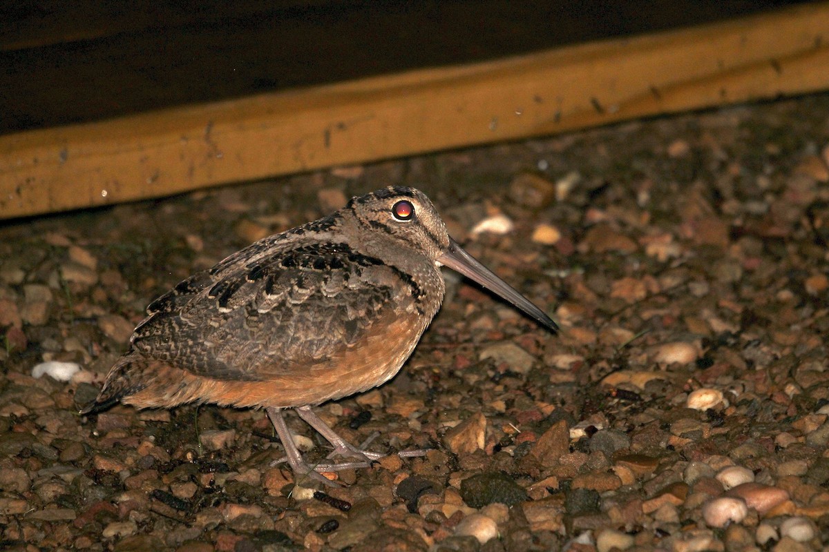American Woodcock - ML638734431