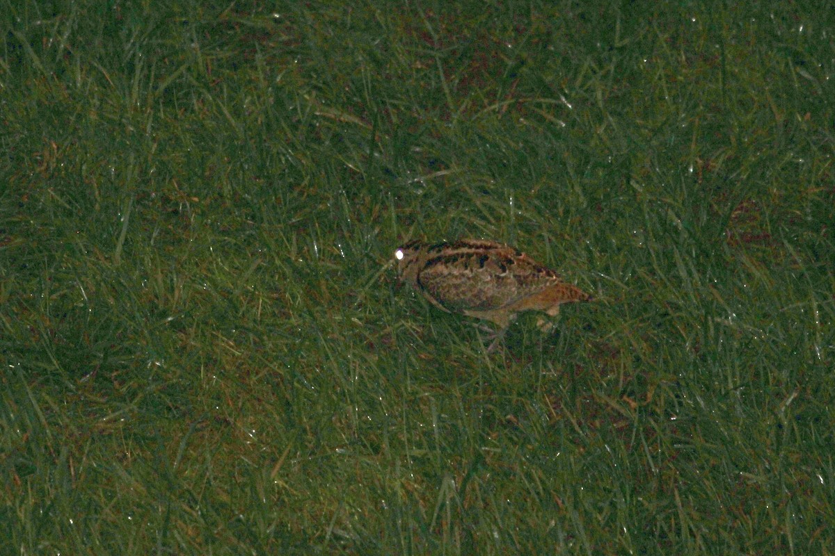 American Woodcock - ML638734432
