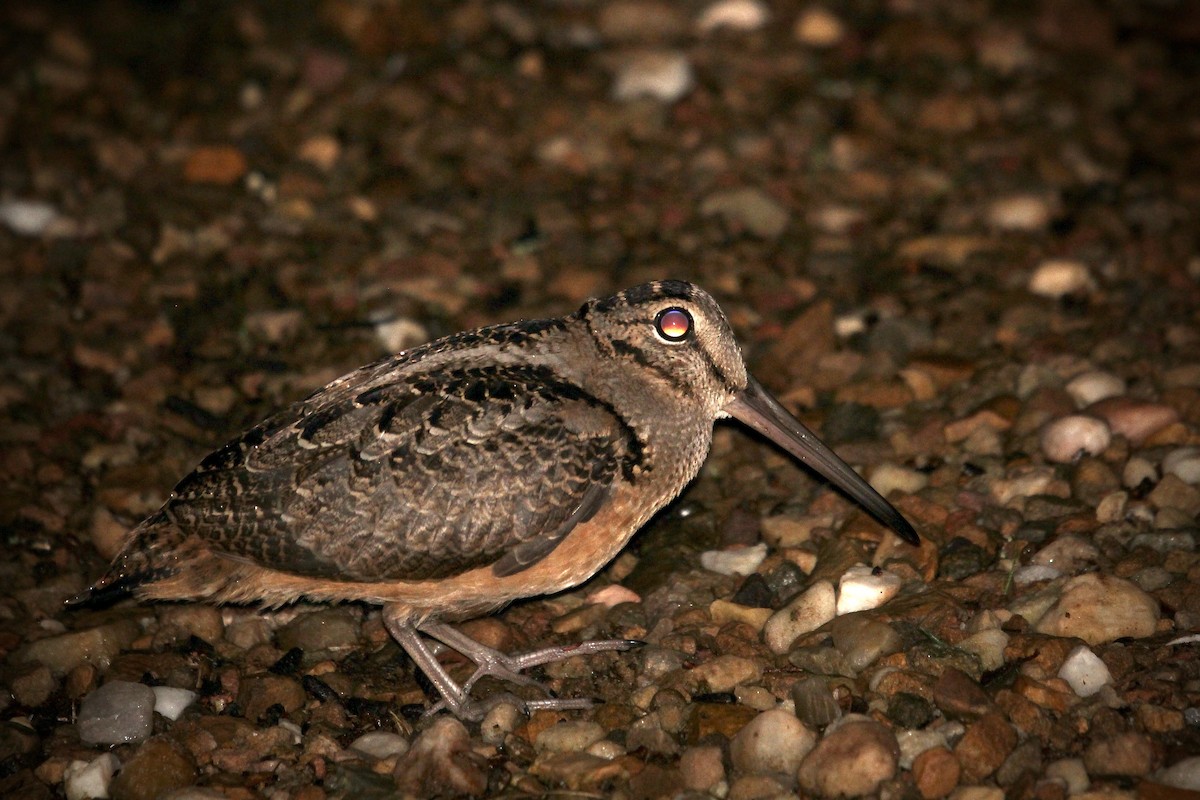 American Woodcock - ML638734433