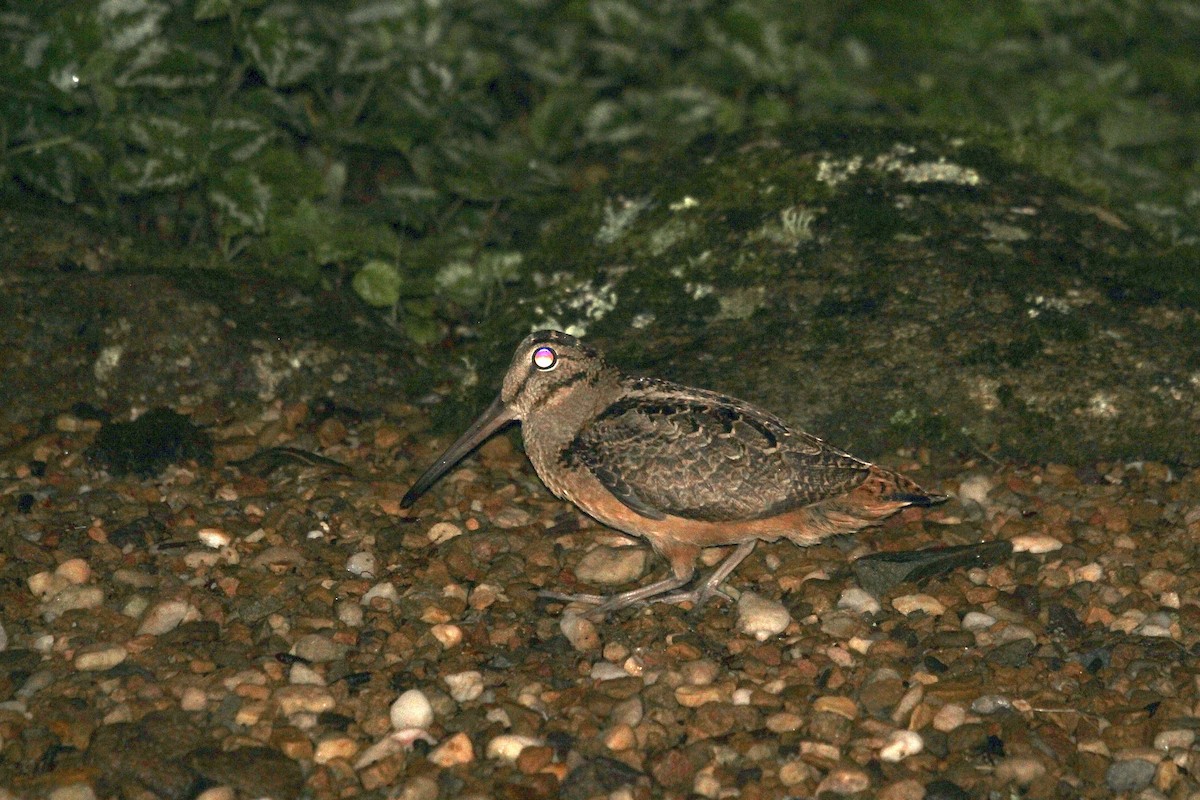 American Woodcock - ML638734434