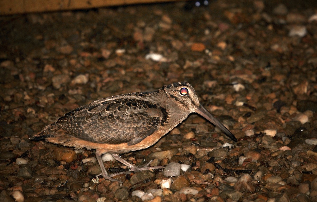 American Woodcock - ML638734436