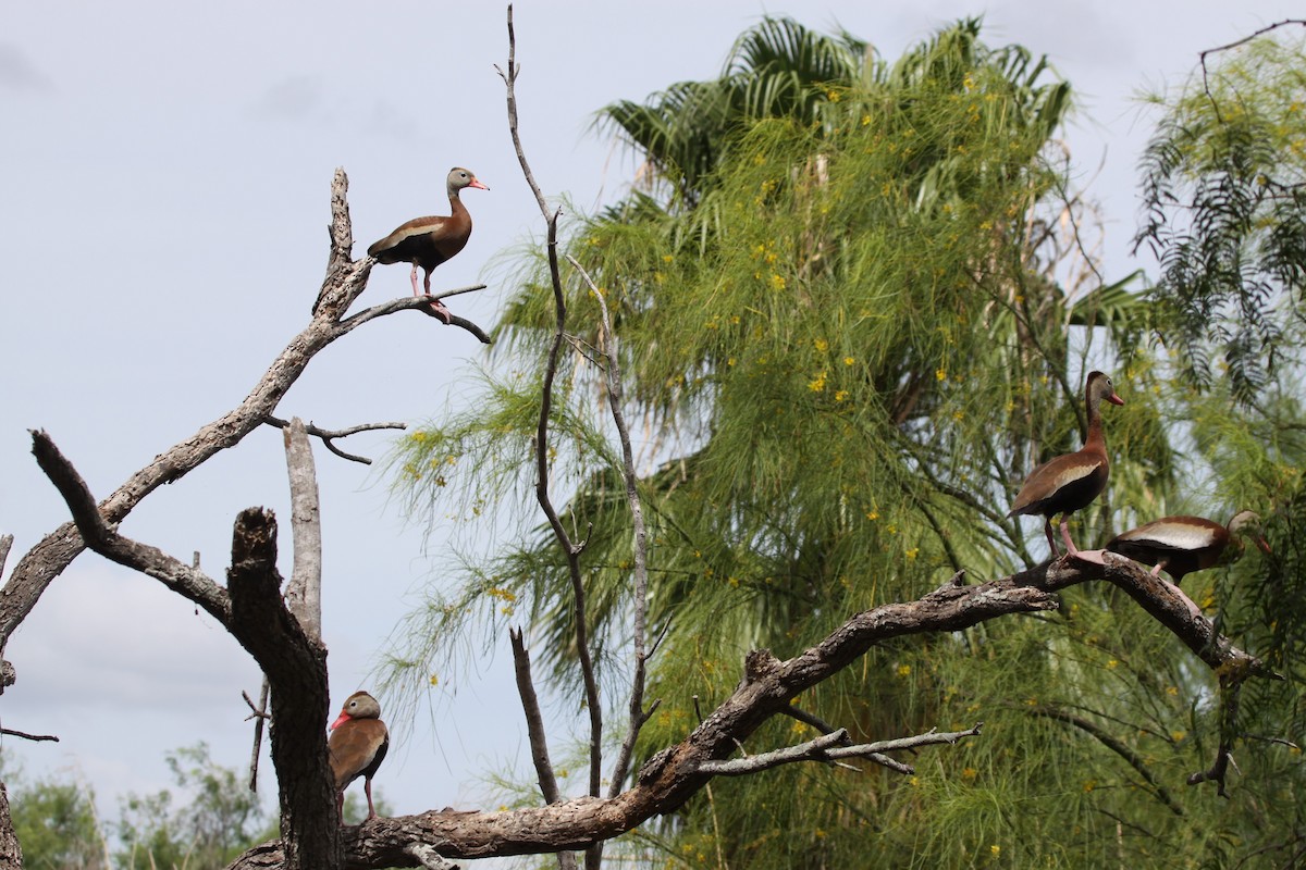 Black-bellied Whistling-Duck - ML638734444