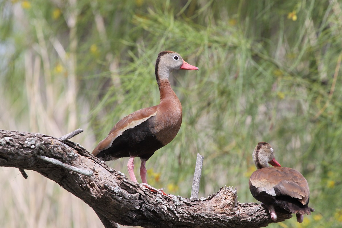Black-bellied Whistling-Duck - ML638734445