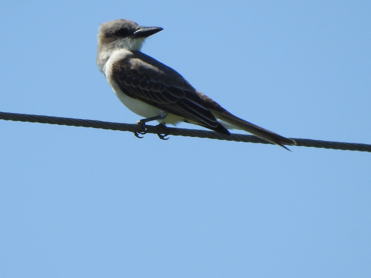 Gray Kingbird - ML638734446
