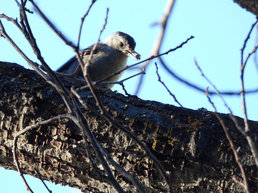 White-breasted Nuthatch - ML638734447