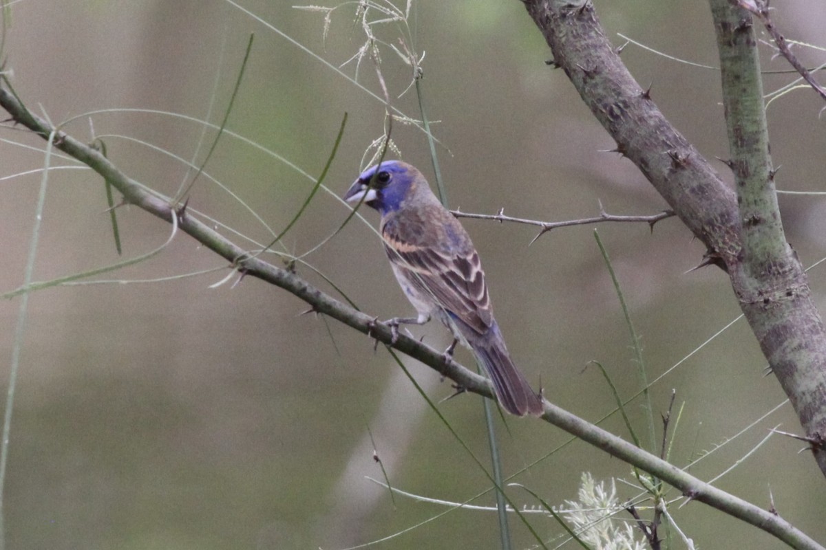 Blue Grosbeak - ML638734449