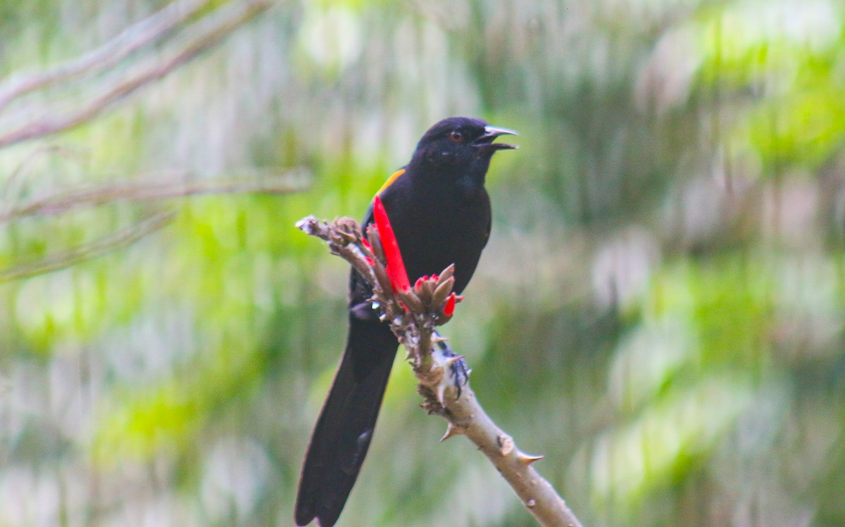 Variable Oriole - ML638734452