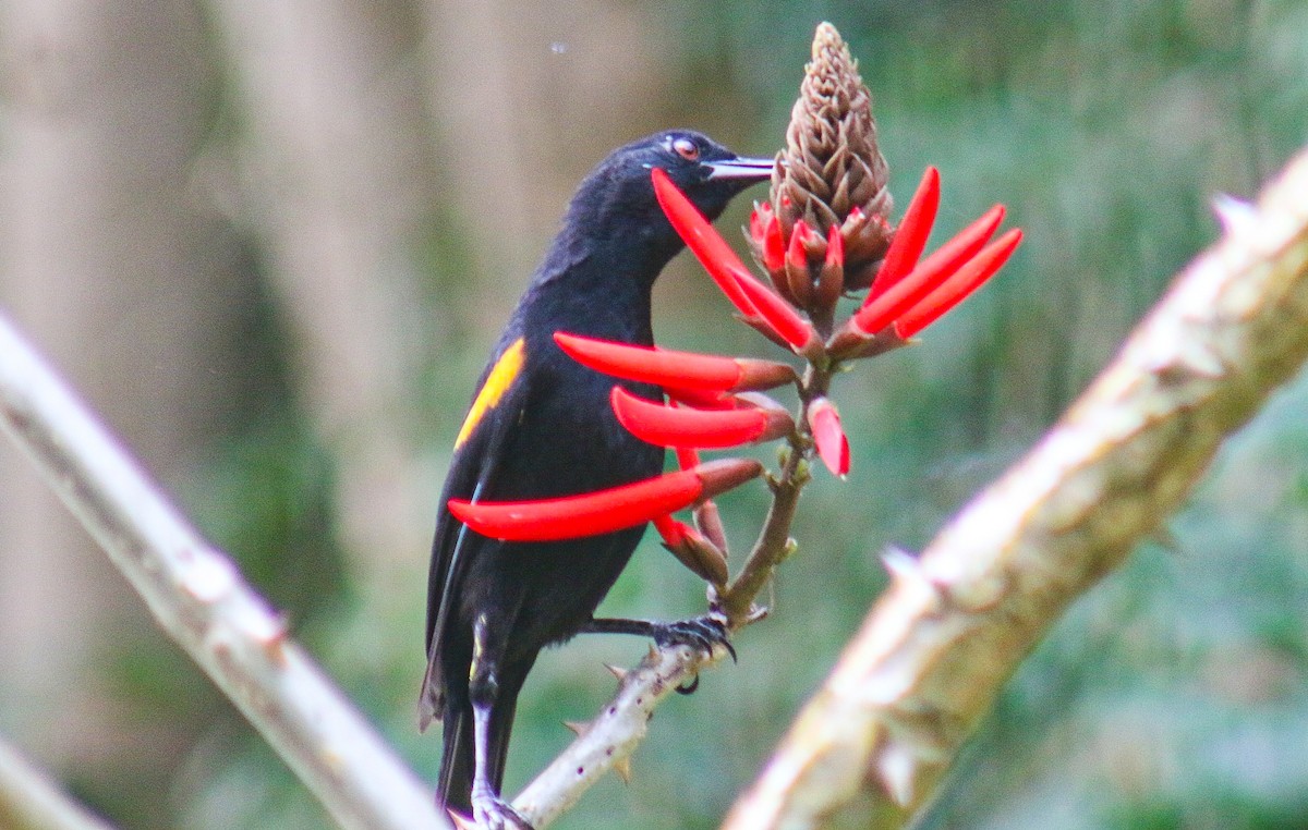 Variable Oriole - ML638734453