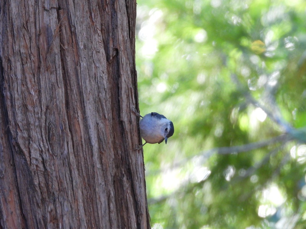 White-breasted Nuthatch - ML638734454