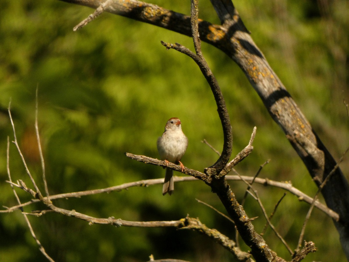 Field Sparrow - ML638734455