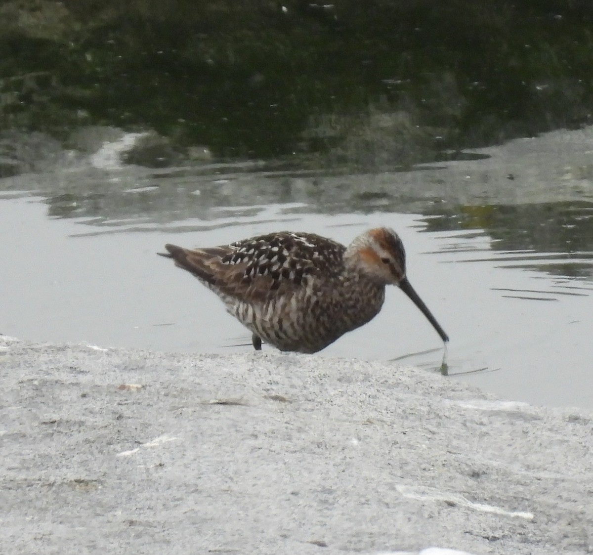 Short-billed Dowitcher - ML638734457
