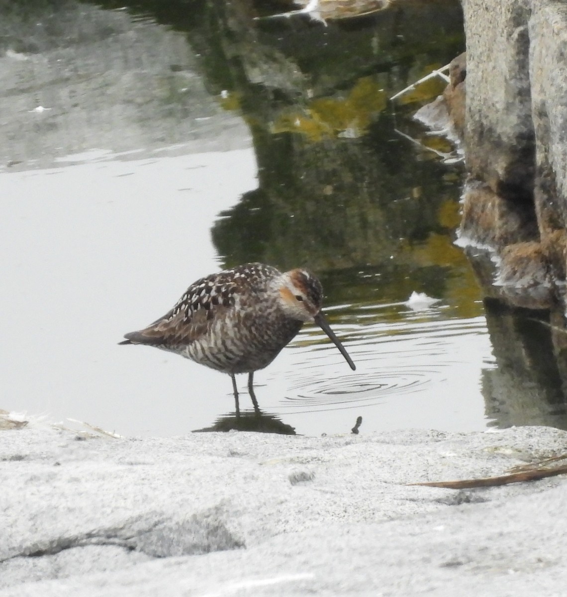 Short-billed Dowitcher - ML638734458