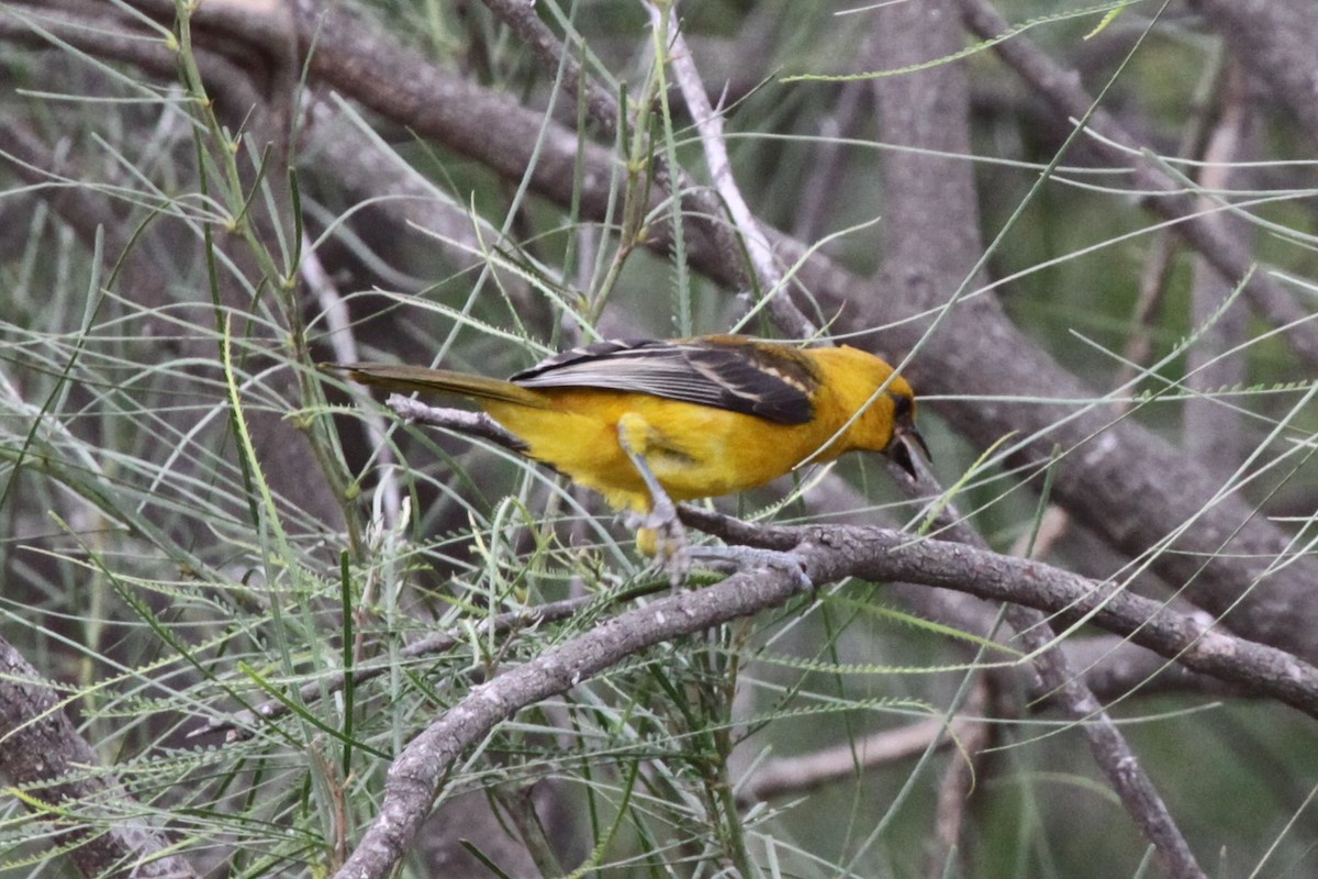 Altamira Oriole - ML638734459