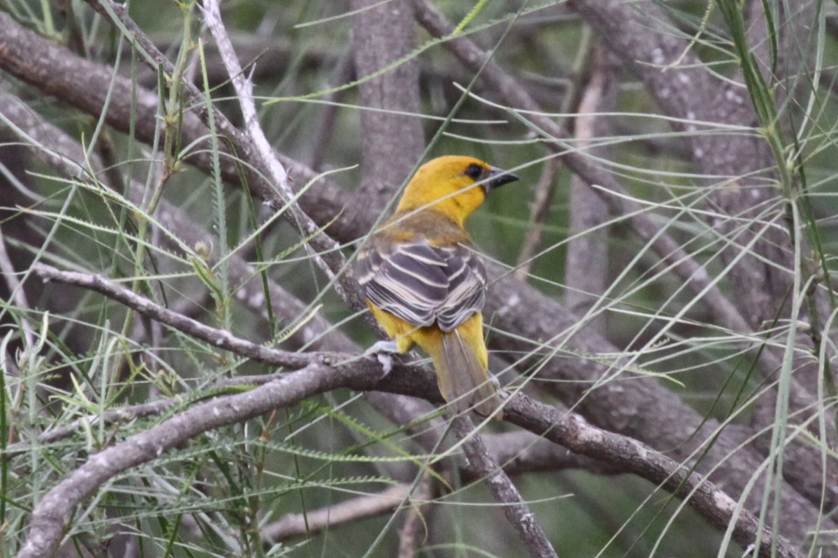 Altamira Oriole - ML638734460